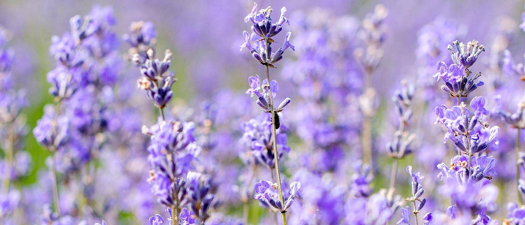 plantas de lavanda
