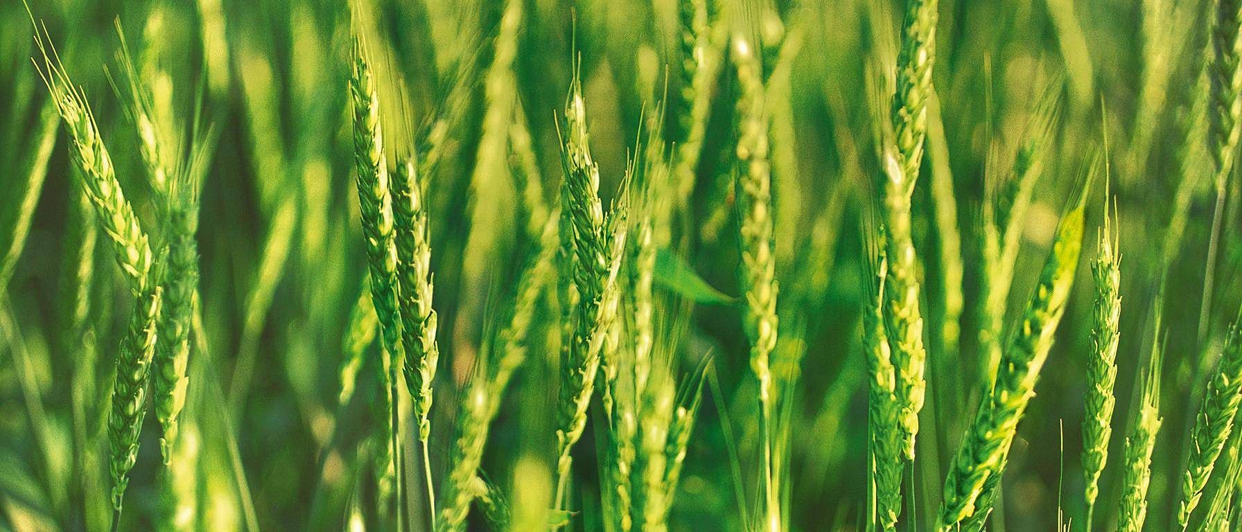 plantas de trigo