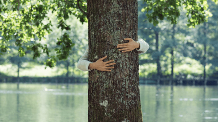 arbol