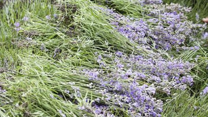 plantas de lavanda