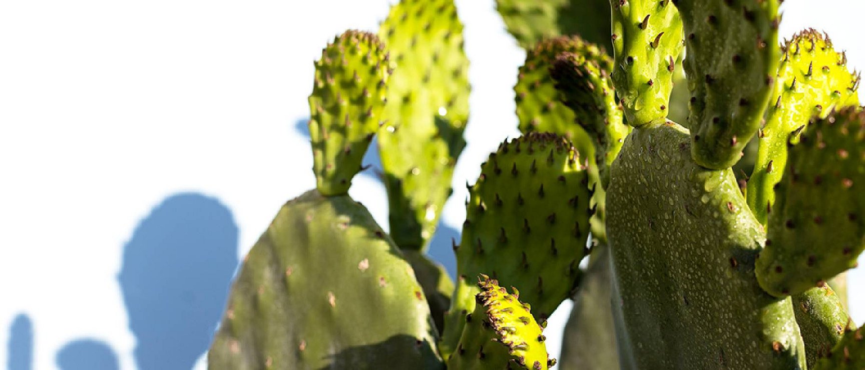 Extracto de cactus, el aliado perfecto para una piel con hidratación  duradera